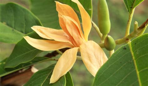 magnolia champaca how to grow.